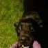 моя собака енот Onhype Intrend Raccoon Pedro Labrador лабрадор лучшийпес Bestfriend Dog