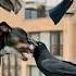 Dog Vs Crow Fight Nature Trending Usa Viralvideo Doglife Dog Nature Ai Brazil Indonesia