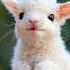 Cute Baby Animal Sounds Cute Animal Babyanimals Adorable Funnysounds