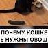 Почему кошке не нужны овощи