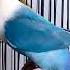 Lovebird Ngetik Sambung Ngekek Labet ANACONDA BF 18