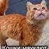 Какие звуки издают кошки и что они означают Cat Catsfacts