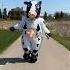 NEVER MOO AT A COW Shorts