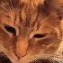 Alvi Cat 10 Unmistakable Signs Your Cat Really Loves You