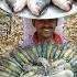 Big Size Golda Chingri Cooking For Village People Doi Golda Chingri Recipe Villfood Kitchen