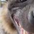 Rare Brown Hyena Laughing So Hard Hyena Laugh