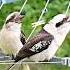 Laughing Kookaburra Sound
