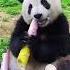 Giant Panda Adorably Gobbles Bamboo