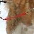 2010 Thunder Bay Classic Sled Dog Races Siberian Husky Mush M U S H Dog Sledding
