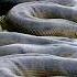 Largest Snake Of All Time