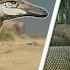Austroraptor Giant Spider Titanoboa Path Of Titans Mods