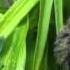 Sleeping Hummingbird