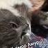 Саме для Амура пісня з TikTok Petrovochka Прощай Амур Cartland Remix Cute милота Cat Catlover