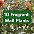10 Award Winning Fragrant Plants For Walls And Fences Gardenideas Plants Rhs