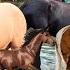 RAMAI SEKALI MELIHAT KUDA MANDI DI SUNGAI