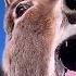 Burro Ringtone