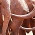Sileita Mushuru And Sholumai Graduate To Voi Sheldrick Wildlife Trust