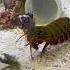 This Shrimp Has The World S Strongest Punch Mantis Shrimp Pistol Shrimp Mantisshrimppunch