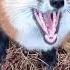 Funny Fox злая лиса