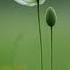Flowers Beauty Simar S Wonderland