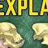 The 3 Types Of Dog Skull Shapes Explained Veterinarian Dr Lindsay Butzer