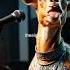 Ai Goat Singing A Song Nanna Ni Nare Aigoat Animals Goat Animalgoat Aicomedy