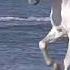 White Horses Running Good Luck Vastu