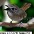 Beautiful Bird Song Photoraphy E41 Wildlifevideography Birdssinging Birdwatching