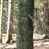 Morgen Im Alten Wald Nature Naturesounds Forest Relaxingvideo Ambient Slowtv природа лес