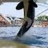 Orca Show Tenerife Loro Parque