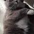 Главное в жизни не уработаться юмор цитаты котики Cat тимоша лапочка Cute