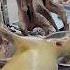 Dog Meat Street Food P265 Food Specialfood