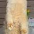 Why Didn T Nika Like The Picture Cat Cats
