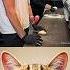 Give This Video Title Not Answer Cat Meme Funny