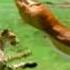 Triumph Of The Herbivores Prey Escapes Predator Life Of Mammals BBC Earth