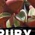 Peperomia Graveolens Ruby Glow Care Tips