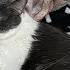 LIVE ASMR For People Cats