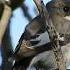 Голоса птиц Мухоловка пеструшка European Pied Flycatcher Song
