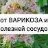 Каштан конский от варикоза и болезней сосудов травы лекарственныерастения травник дикоросы