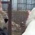 Деревенское хозяйство Наши уточки