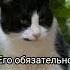 Черно белый кот