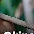 How Do Okinawans Live Longer Than Anyone Else Euronews