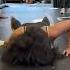 Alex Pereira Makes Nina Drama Do Pushups Ends Horrible LOL Shorts Ufc Mma