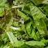 상추겉절이 FRESH LETTUCE KIMCHI Shorts 겉절이 Food Yummy Koreanfood