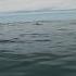 GREAT WHITE SHARK HEADS TOWARDS SURFER POV Sharkshorts Shark Sharkscare Dolphins Phew