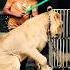 Phonkmusic Music Edm Audio Lion Song Jimcorbettwildlifeandnatureview Tiger Dancemusic
