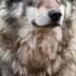 Horror Wolf Sound Horror Wolf Sounds
