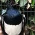 KACER Gacor Buka Ekor Kacer Kacergacor Shorts Birds