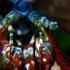 Mantis Shrimp Packs A Punch Predator In Paradise