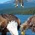 Evening Feast Near The Lake 9 16 700 Wildlife Eagles Eaglets Feed Shorts